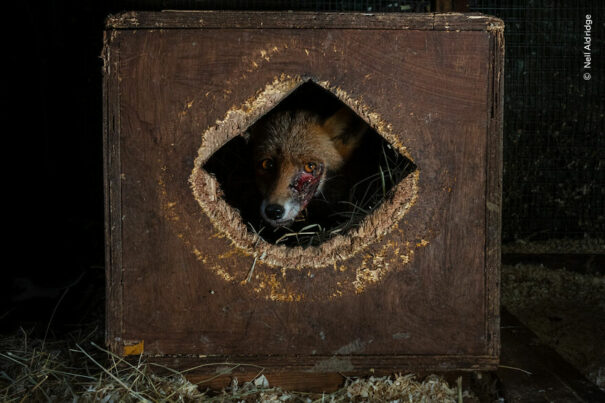 Wildlife Photographer Of The Year Competition 2023 Unveils 16 Highly ...