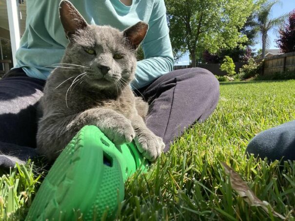 35 Cats Spotted Chilling In Other People's Homes | DeMilked
