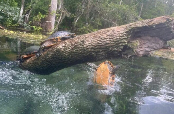 40 Funny Wildlife Photos That Would Technically Be Called A Fail | DeMilked