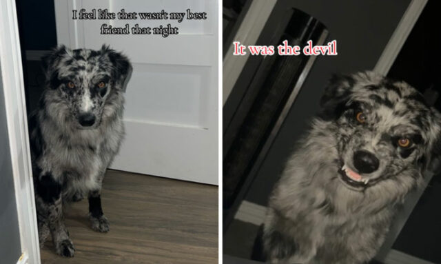 "It Wasn't My Best Friend, It Was The Devil: 25 Of The Funniest Pet