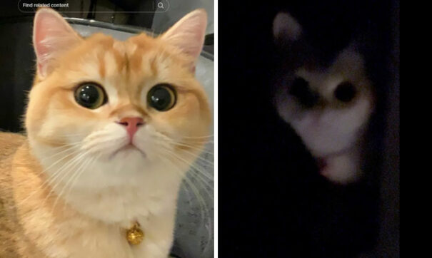 It Wasn T My Best Friend It Was The Devil 25 Of The Funniest Pet