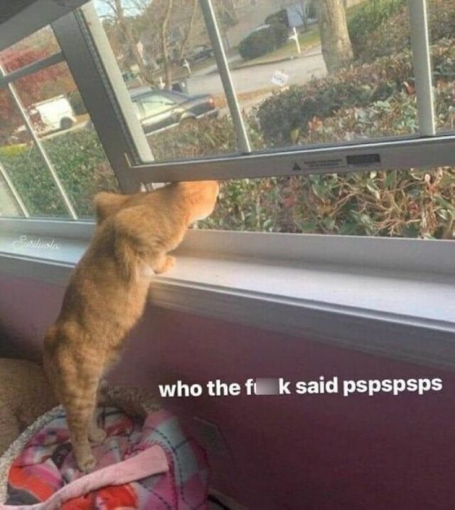 40 Cat Memes That Are So Funny And Relatable You’d Wanna Tag Your Kitty ...