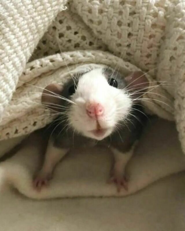 40 Cute Pet Rats That Might Convince You To Get Your Own Rodent ...