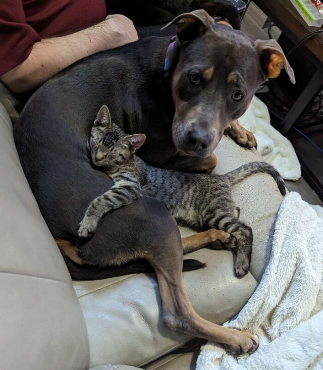 cutest animal The Impact of Cute Animals on Our Lives