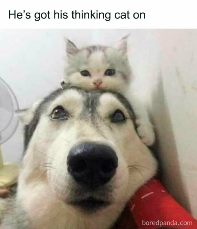 40 Cute Animal Memes To Brighten Your Day DeMilked