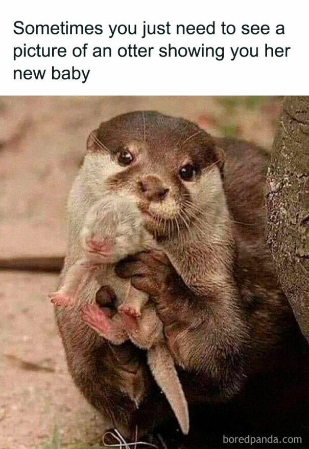40 Cute Animal Memes To Brighten Your Day DeMilked