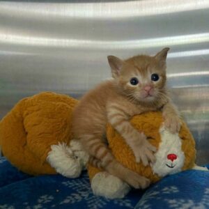 40 Wholesome Photos Of Adopted Pets Thriving In Their New Homes | DeMilked