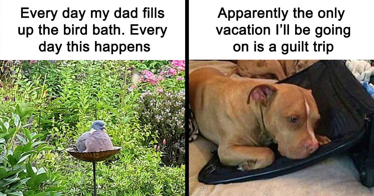 Funny Appropriate Animal Memes 45 Funny Animal Memes Reader s Digest Funny Appropriate Animal Memes 45 Funny Animal Memes Reader s Digest