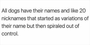 40 Adorable Dog Memes To Melt All Dog-Lovers’ Hearts | DeMilked