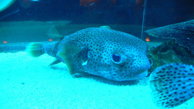 Fish Inflate “Puffer Fish Inflate Using Water”: 30 Facts That People Realized Only ...