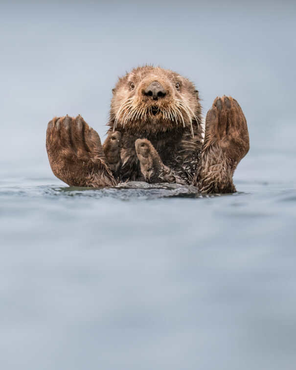 Nikon comedy wildlife awards 2024. Nikon comedy wildlife awards 2024. Nikon comedy wildlife awards 2024. Nikon comedy wildlife awards 2024. Nikon comedy wildlife awards 2024.
