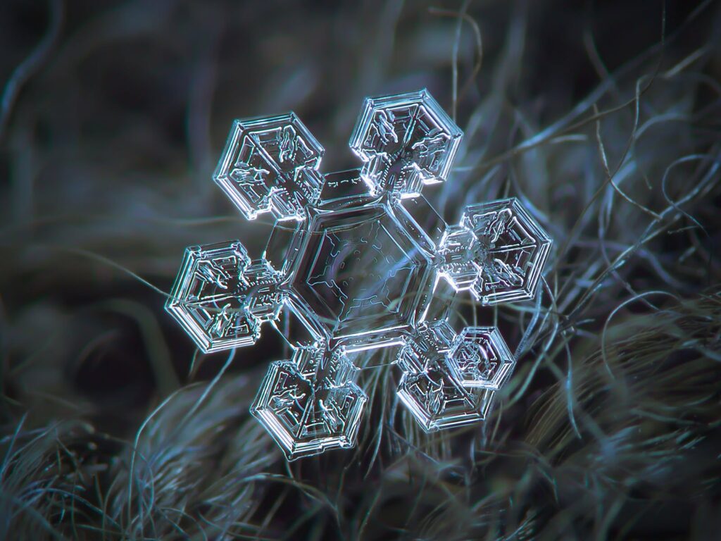 12 Macro Photographs By Alexey Kljatov Capturing The Delicate Intricacy 12-macro-photographs-by-alexey-kljatov-capturing-the-delicate-intricacy