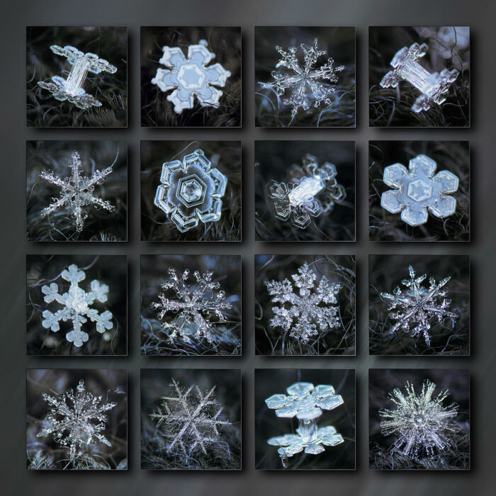 12 Macro Photographs By Alexey Kljatov Capturing The Delicate Intricacy ...
