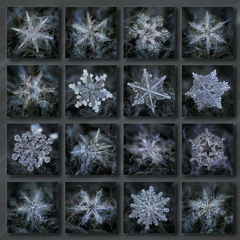 12 Macro Photographs By Alexey Kljatov Capturing The Delicate Intricacy ...