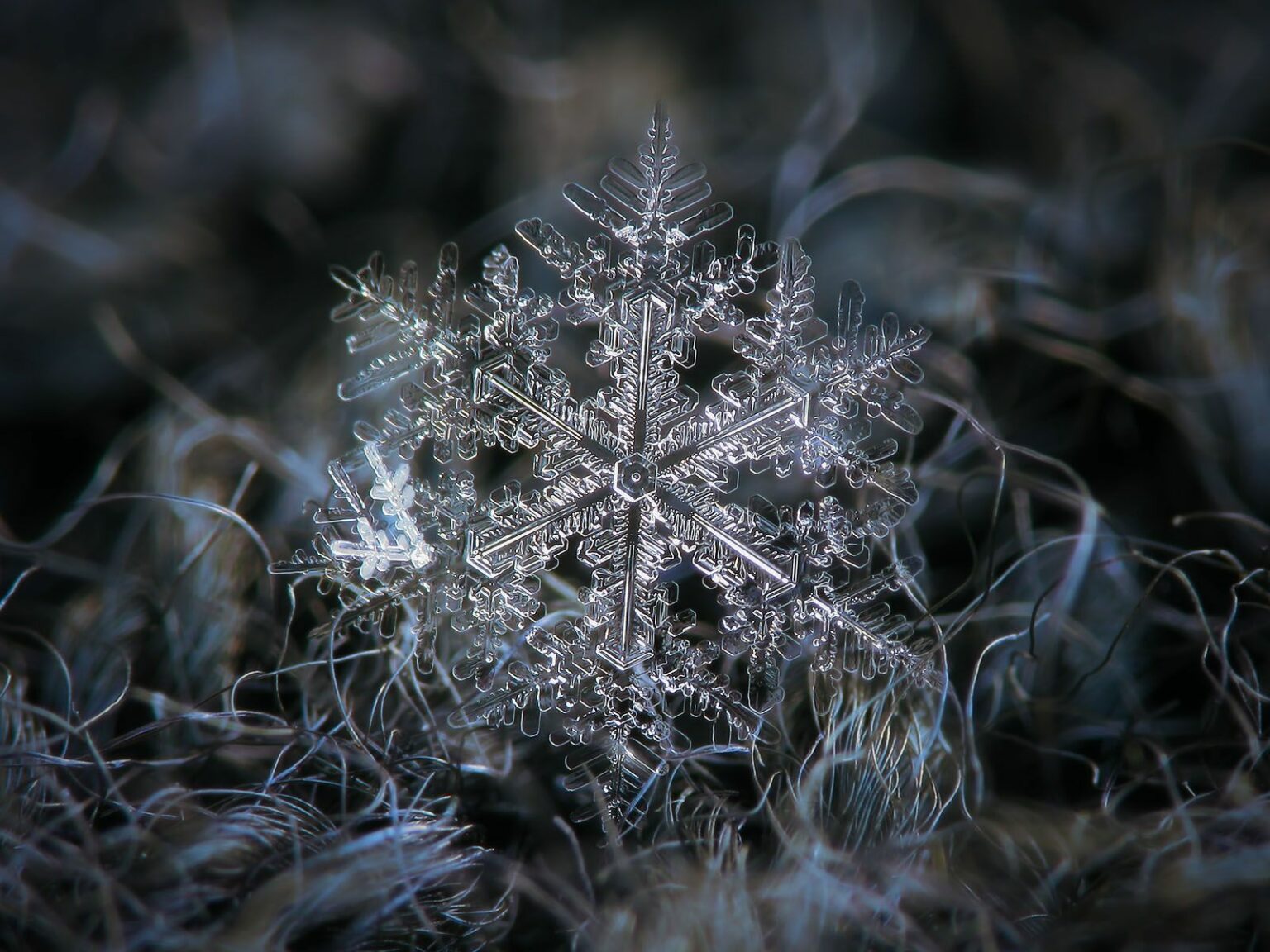 12 Macro Photographs By Alexey Kljatov Capturing The Delicate Intricacy ...