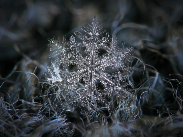 12 Macro Photographs By Alexey Kljatov Capturing The Delicate Intricacy