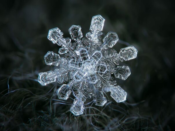 12 Macro Photographs By Alexey Kljatov Capturing The Delicate Intricacy ...