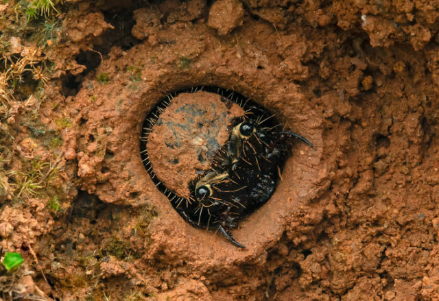 20 Breathtaking Shots From The 2024 Nature inFocus Photography Awards