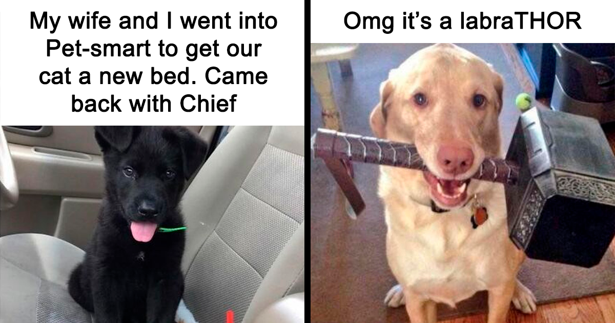 40 Animal Memes That Are Basically Therapy But Free DeMilked