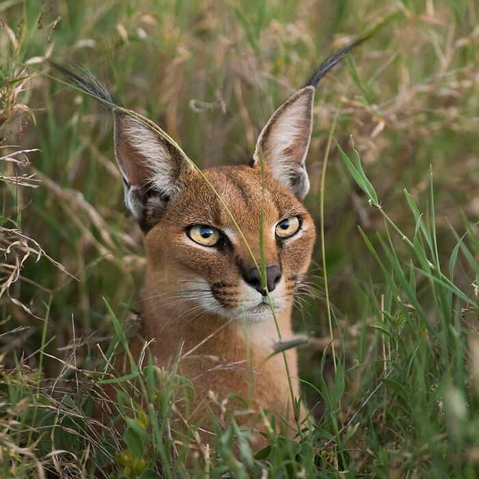 30 Stunning Wildlife Photos That Show The Raw Beauty Of Nature By This Photographer